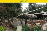 حزب الله ينشر صوراً لـ "سرب"من الطائرات المسيرة التي يمتلكها
 4