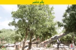 حزب الله ینشر صوراً لـ "سرب"من الطائرات المسیرة التی یمتلکها
 16