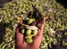 موسم برداشت زیتون در غزه و کرانه باختری 8