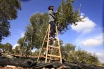 موسم برداشت زیتون در غزه و کرانه باختری 10