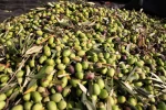 موسم برداشت زیتون در غزه و کرانه باختری 11