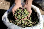 موسم برداشت زیتون در غزه و کرانه باختری 16