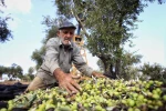 موسم برداشت زیتون در غزه و کرانه باختری 18