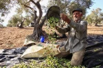 موسم برداشت زیتون در غزه و کرانه باختری 19