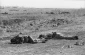 سياسي إسرائيلي: نحن في الطريق لسيناريو حرب 1973 ذاته