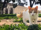 حراس المسجد الأقصى المبارك يطعمون الطيور والقطط ويعتنون بها 3