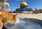 حراس المسجد الأقصى المبارك يطعمون الطيور والقطط ويعتنون بها 4
