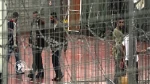Selama bulan Mei 2020, 340 Warga Palestina Ditangkap Israel
 2