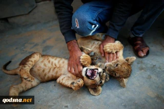 Palestinian baker keeps lion cubs as pets on Gaza rooftop
