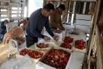 برداشت توت فرنگی در غزه 6