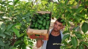 برداشت میوه آوکادو از مزارع نوار غزه 2