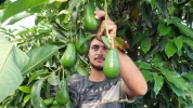 برداشت میوه آوکادو از مزارع نوار غزه 4