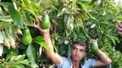 برداشت میوه آوکادو از مزارع نوار غزه 8