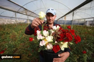 خبرهای خوب فلسطین/ گلخانه ای در الخلیل که امید به زندگی می دهد