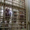 Palestinian captives have continuously resorted to open-ended hunger strikes as a way to protest their illegal administrative detention and to demand an end to this policy, which violates international law.

Two Palestinian captives in Zionist regime's 