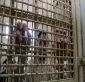 Two Palestinian captives remain on hunger strike