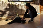 Pet exhibition held in Gaza City, Palestine
 3