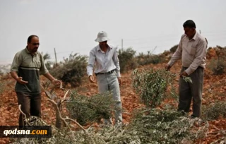 مستوطنون يقتلعون 70 شجرة زيتون في مسافر يطا جنوب الخليل