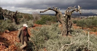 آخرین عناوین صبح شنبه رسانه های فلسطینی (16 بهمن)

شهرک نشینان 90 اصله درخت را در سلفیت از ریشه کندند/ حماس خواهان لغو عضویت رژیم صهیونیستی در اتحادیه آفریقا شد/ صدور حکم ممانعت از ورود 17 فلسطینی به الاقصی و قدس در ژانویه/ تظاهرات در بلژیک در اعتراض به سرمایه‌گذاری در شهرک‌های صهیونیستی