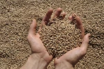 Because of the Ukraine crisis, Oxfam fears that wheat stocks could run out in Palestine within three weeks