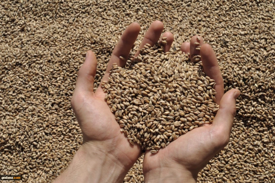 Because of the Ukraine crisis, Oxfam fears that wheat stocks could run out in Palestine within three weeks
