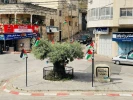 رفع الأعلام الفلسطينية في بلدة عنبتا شرق طولكرم 4