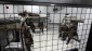 Palestinian captives stage mass hunger strike in Israeli jails