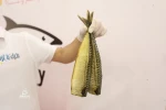 "بحرك يا غزة" أول معرض للصيادين ومنتجاتهم بغزة 2