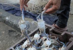 صید خرچنگ از سواحل غزه 6