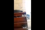زیارت مجازی مسجدالاقصی از نگاه دوربین قدسنا