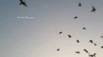 Bercengkerama dengan Burung di Qubbat al-Sakhra