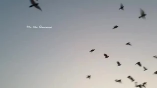 Bercengkerama dengan Burung di Qubbat al-Sakhra