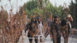 حسین جان؛ چه فراقی... تو عراقی و من هم ایرانم
