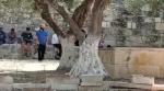 ۱۰۰ صهیونیست امروز به الاقصی یورش بردند