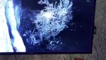 لحظه دست اندازی یک شهرک نشین به منزل یک زن فلسطینی در شیخ جراح