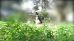 صحنه هایی از حملات خمپاره ای به خودروهای صهیونیستی در حال نفوذ به رفح