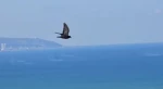 حملۀ راکتی حزب‌الله به عکا و حیفا